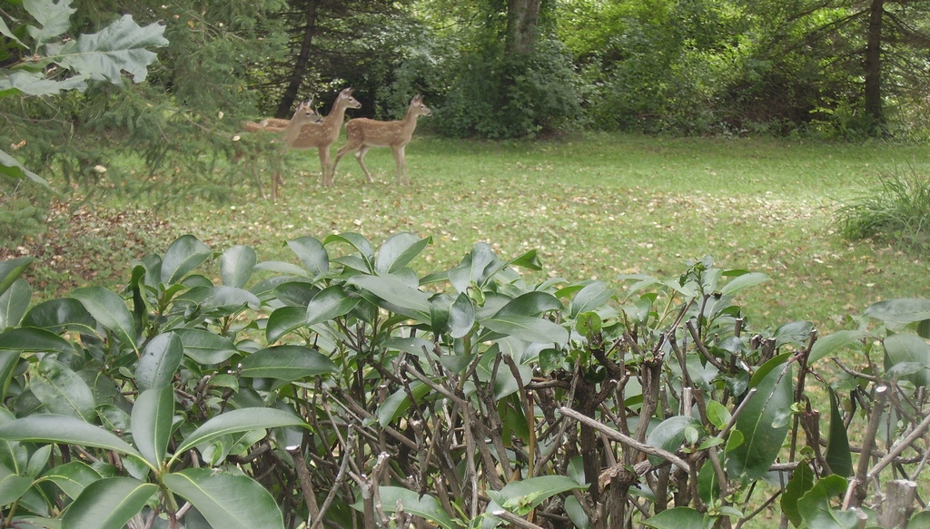 Pond Crest's Friends